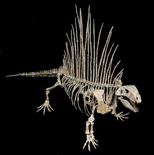 Zoli Foot Mounted Dimetrodon Milleri - Texas Red Beds #39044